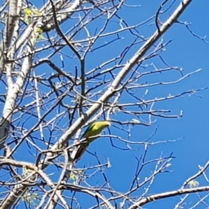 Polytelis swainsonii at Yarralumla, ACT - suppressed