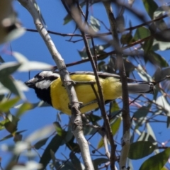 Falcunculus frontatus (Crested Shrike-tit) at Bellmount Forest, NSW - 10 Oct 2020 by rawshorty