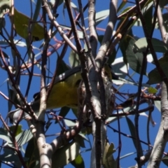 Falcunculus frontatus at Bellmount Forest, NSW - 11 Oct 2020