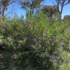 Solanum linearifolium (Kangaroo Apple) at Gossan Hill - 10 Oct 2020 by goyenjudy