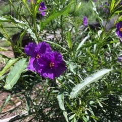 Solanum linearifolium at Bruce, ACT - 10 Oct 2020 12:44 PM