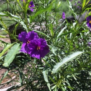 Solanum linearifolium at Bruce, ACT - 10 Oct 2020