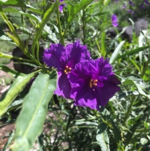 Solanum linearifolium at Bruce, ACT - 10 Oct 2020 12:44 PM