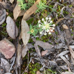 Pimelea linifolia (Slender Rice Flower) at Gossan Hill - 10 Oct 2020 by goyenjudy
