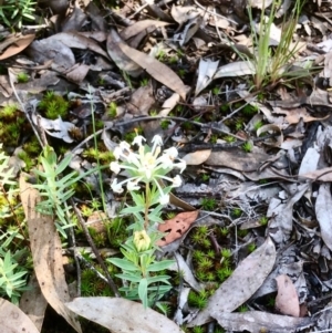 Pimelea linifolia at Bruce, ACT - 10 Oct 2020