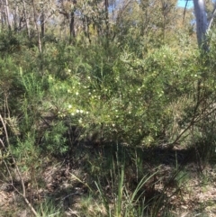 Acacia genistifolia (Early Wattle) at Bruce Ridge to Gossan Hill - 10 Oct 2020 by goyenjudy