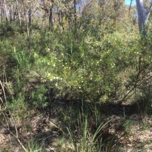 Acacia genistifolia at Bruce, ACT - 10 Oct 2020