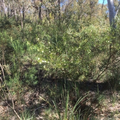 Acacia genistifolia (Early Wattle) at Gossan Hill - 10 Oct 2020 by goyenjudy