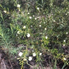 Acacia genistifolia at Bruce, ACT - 10 Oct 2020 12:35 PM