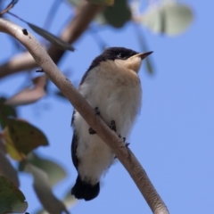 Myiagra inquieta (Restless Flycatcher) at Bellmount Forest, NSW - 10 Oct 2020 by rawshorty