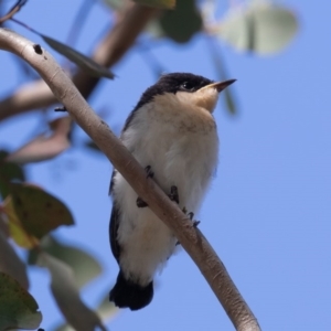 Myiagra inquieta at Bellmount Forest, NSW - 11 Oct 2020