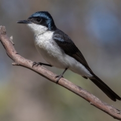 Myiagra inquieta at Bellmount Forest, NSW - 11 Oct 2020