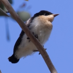 Myiagra inquieta at Bellmount Forest, NSW - 11 Oct 2020