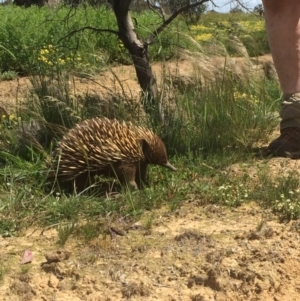 Tachyglossus aculeatus at Throsby, ACT - 11 Oct 2020