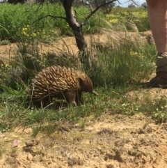 Tachyglossus aculeatus (Short-beaked Echidna) at Goorooyarroo NR (ACT) - 11 Oct 2020 by KL