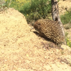 Tachyglossus aculeatus at Throsby, ACT - 11 Oct 2020