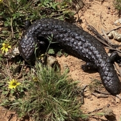 Tiliqua rugosa (Shingleback Lizard) at Throsby, ACT - 11 Oct 2020 by KL