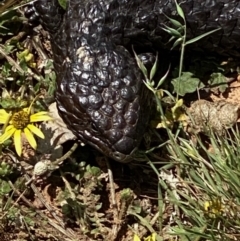 Tiliqua rugosa at Throsby, ACT - 11 Oct 2020