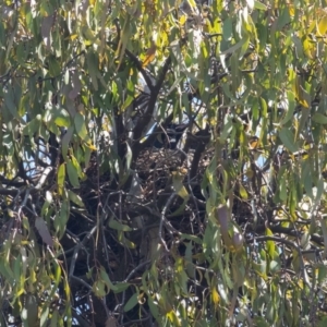 Corvus mellori at Bellmount Forest, NSW - suppressed