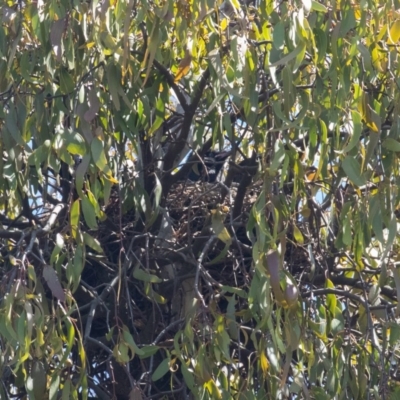 Corvus mellori (Little Raven) at Bellmount Forest, NSW - 11 Oct 2020 by rawshorty