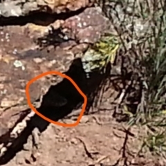 Varanus rosenbergi (Heath or Rosenberg's Monitor) at Mount Ainslie - 9 Oct 2020 by SilkeSma