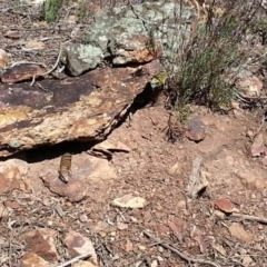 Varanus rosenbergi at Campbell, ACT - suppressed