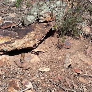 Varanus rosenbergi at Campbell, ACT - 10 Oct 2020