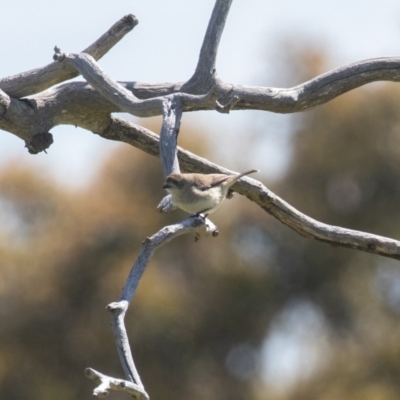 Aphelocephala leucopsis (Southern Whiteface) at Bellmount Forest, NSW - 11 Oct 2020 by rawshorty
