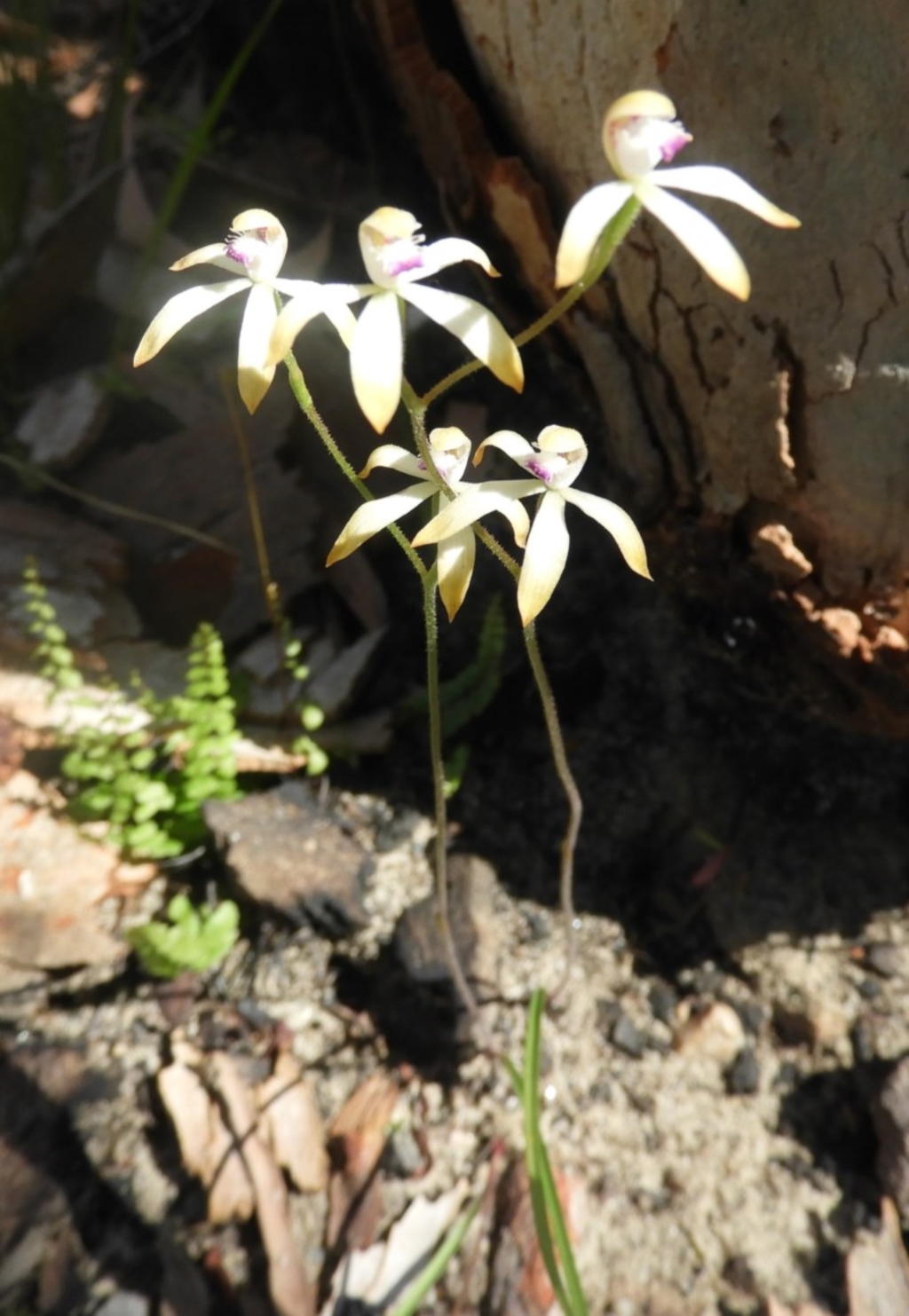 Caladenia testacea at Bundanoon, NSW - 10 Oct 2020