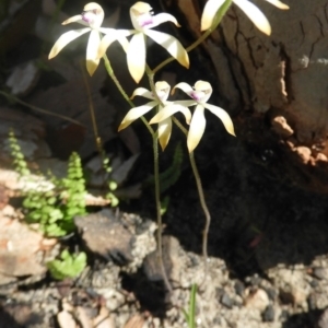 Caladenia testacea at Bundanoon, NSW - 10 Oct 2020