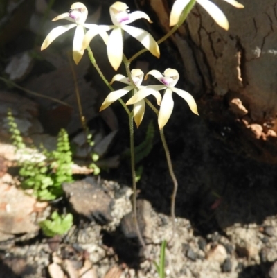 Caladenia testacea (Honey Caladenia) at Bundanoon, NSW - 9 Oct 2020 by Wonga