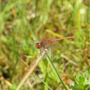 Diplacodes bipunctata at Wanniassa, ACT - 4 Oct 2020