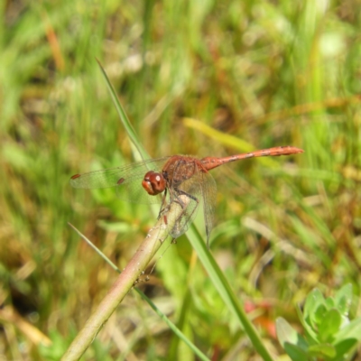 Diplacodes bipunctata (Wandering Percher) at Farrer Ridge - 4 Oct 2020 by MatthewFrawley