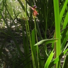 Caleana major (Large Duck Orchid) at Morton National Park - 9 Oct 2020 by Wonga