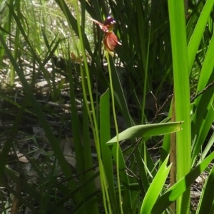 Caleana major at Bundanoon, NSW - suppressed