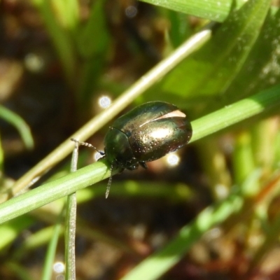 Chrysolina quadrigemina (Greater St Johns Wort beetle) at Farrer Ridge - 4 Oct 2020 by MatthewFrawley