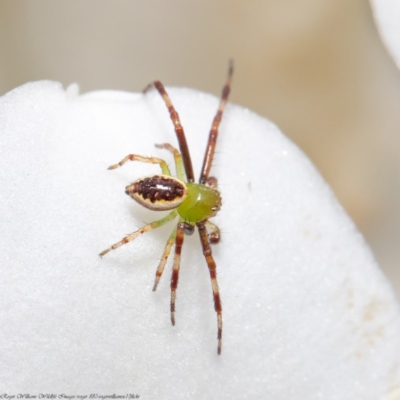 Australomisidia pilula (Lozenge-shaped Flower Spider) at Macgregor, ACT - 11 Oct 2020 by Roger