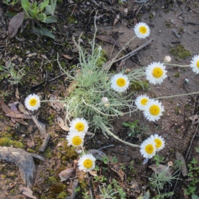 Leucochrysum albicans subsp. tricolor (Hoary Sunray) at Farrer, ACT - 11 Oct 2020 by croweater