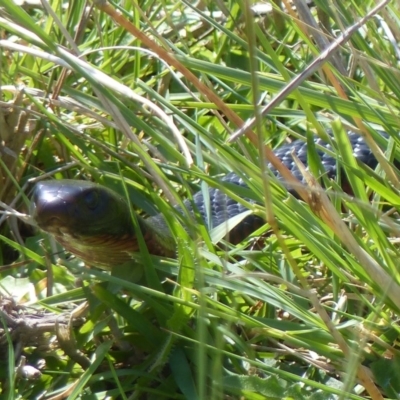 Pseudechis porphyriacus (Red-bellied Black Snake) at Black Range, NSW - 11 Oct 2020 by MatthewHiggins