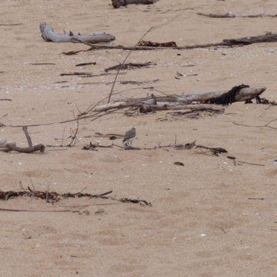 Anarhynchus ruficapillus (Red-capped Plover) at Mogareeka, NSW - 11 Oct 2020 by MatthewHiggins