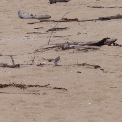 Charadrius ruficapillus (Red-capped Plover) at Mogareeka, NSW - 10 Oct 2020 by MatthewHiggins