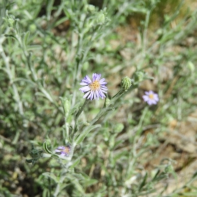Vittadinia (genus) (Fuzzweed) at Tuggeranong DC, ACT - 4 Oct 2020 by MatthewFrawley
