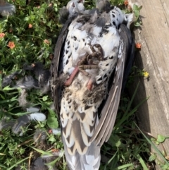 Leucosarcia melanoleuca (Wonga Pigeon) at Black Range, NSW - 11 Oct 2020 by Steph H