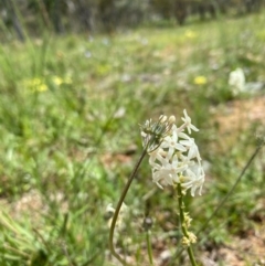 Stackhousia monogyna (Creamy Candles) at Forde, ACT - 11 Oct 2020 by KL