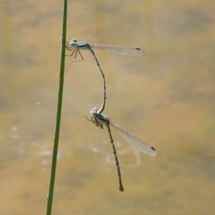 Austrolestes leda (Wandering Ringtail) at Wanniassa, ACT - 4 Oct 2020 by MatthewFrawley