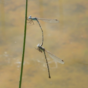 Austrolestes leda at Wanniassa, ACT - 4 Oct 2020 11:21 AM