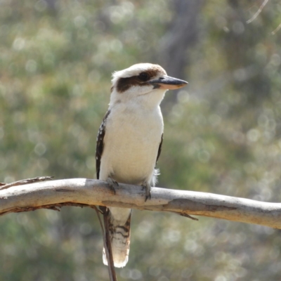 Dacelo novaeguineae (Laughing Kookaburra) at Farrer Ridge - 4 Oct 2020 by MatthewFrawley