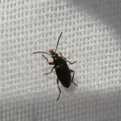 Alleculinae sp. (Subfamily) (Unidentified Comb-clawed beetle) at Flynn, ACT - 10 Oct 2020 by Christine