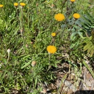 Leptorhynchos squamatus at Forde, ACT - 11 Oct 2020