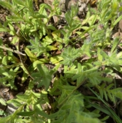 Leptorhynchos squamatus at Forde, ACT - 11 Oct 2020